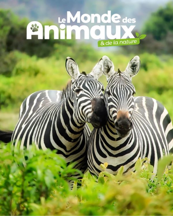 Le Monde Des Animaux - Europe & DOM - Réabonnement - 4n° - Essentiel